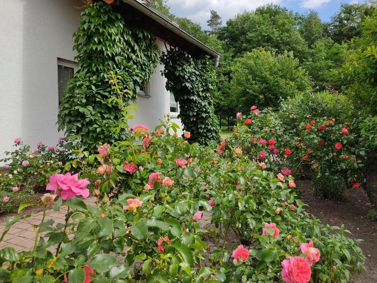 Grosszuegige Ferienwohnung Am Waldesrand Im Seenland Lauta Bagian luar foto